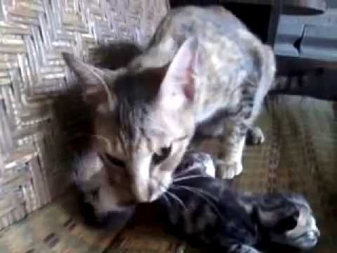 Cat eats her kitten