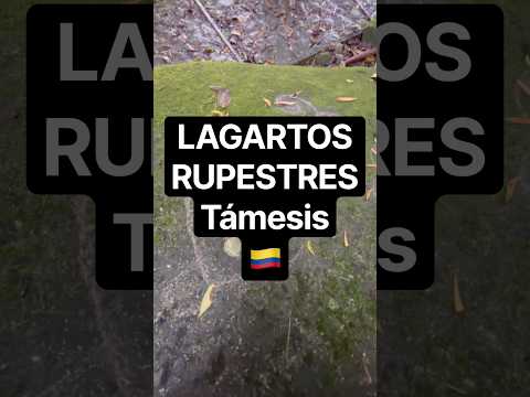 LAGARTOS RUPESTRES 🦎🦎PETROGLIFOS, Jardín Botánico, Tamesis Antioquia 🇨🇴 Colombia