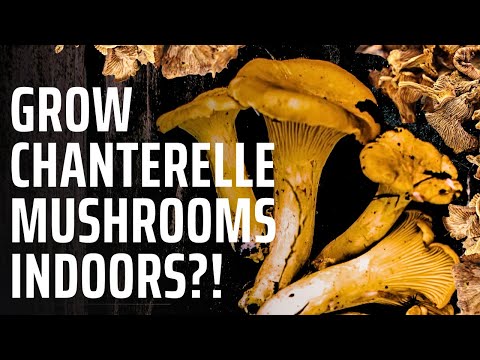 Growing Golden Chanterelle Mushrooms - IS THIS POSSIBLE?!