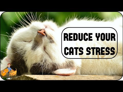 7 Simple Steps to Reduce Stress in Cats
