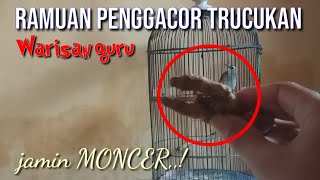 Download lagu Trucukan's herbal remedy for gacor is my teacher's legacy, guaranteed to be AMAZING❗❗ mp3 Download lagu Trucukan's herbal remedy for gacor is my teacher's legacy, guaranteed to be AMAZING❗❗ mp3