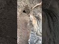 How Cats Catch Rats Shorts Cat Vs Rat