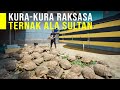 Panen Uang Dari Ternak Kura Kura Raksasa