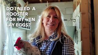 Do I Need a Rooster for my Hens to Lay Eggs