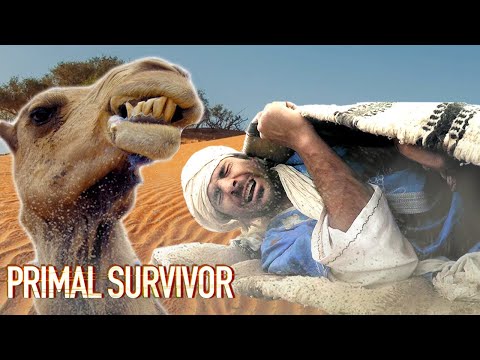 Surviving A SANDSTORM In The Sahara | Primal Survivor