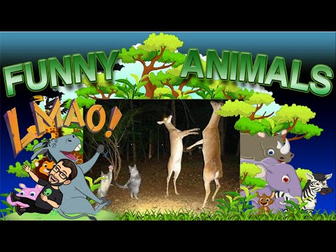 Funny Animal Compilation - Pets Get Naughty