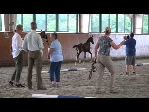 2019 Serengetti EMF - Sir Donnerhall HPM Bellatesse Colt