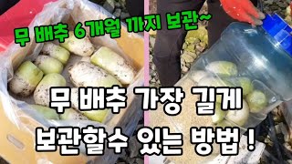 무 배추 이 방법으로 해야 가장 오래 보관할수 있습니다!(시래기 만드는법) #무오래보관하는방법 #배추오래보관…