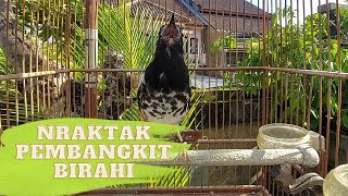 Download lagu SUARA NRAKTAK KHUSUS PEMBANGKIT BIRAHI ANIS KEMBANG MACET mp3 Download lagu SUARA NRAKTAK KHUSUS PEMBANGKIT BIRAHI ANIS KEMBANG MACET mp3