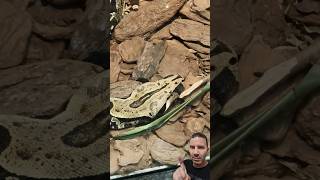 Jibóia 🐍 | Aquário de São Paulo