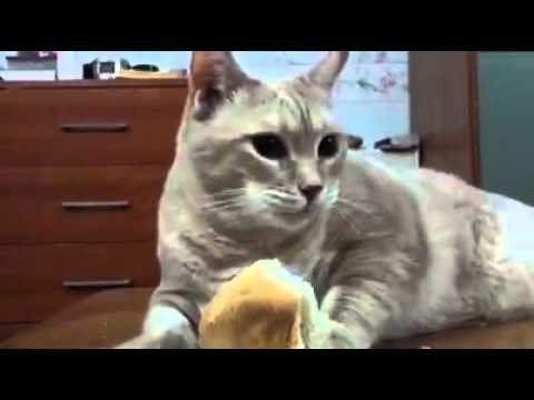 Can Cats Eat Bread? - Watch This Cute Cat Having Breakfast