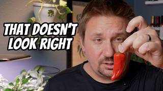 I Tried To Grow Real Chili Peppers And This Happened