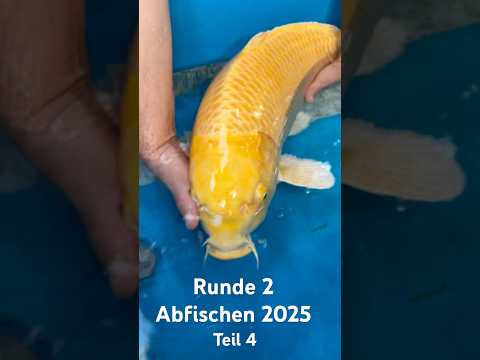 Video Vorschau Teil 4 Karashigoi