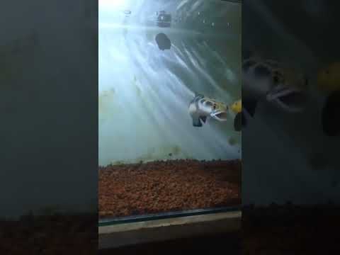 channa maru mangap mangap #shorts #viral #channa