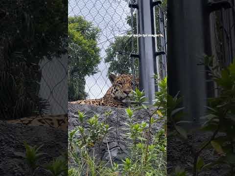 Intan Afifah & Fariz kendang liburan...