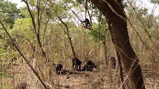 Rare, lethal aggression in African chimps