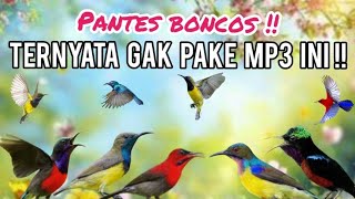 Download lagu Suara Pikat Burung Kolibri Ribut Anti Boncos😆||Suara Pikat Burcil mp3