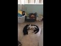 Dramatic Slo Mo Tuxedo Cat Fight