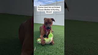 Video preview image #1 Unknown-Vizsla Mix Puppy For Sale in Huntley, IL, USA