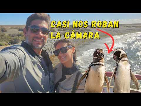 Nos cruzamos con 2 PINGÜINOS parlanchines !!! Gaiman y Punta Tombo. Cap 9 de esta Aventura Patagonia