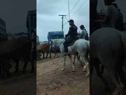 FEIRA DO GADO EM CIPÓ BA