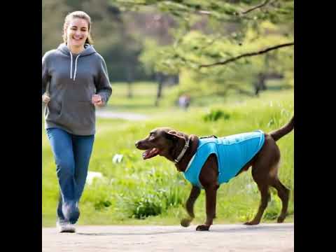 a faithful dogi dogi with his own