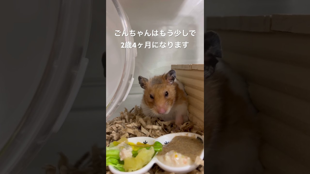 一生懸命生きてるおばあちゃんハムスター🐹 #ハムスター #ハムスターかわいい面白い #hamster #shorts