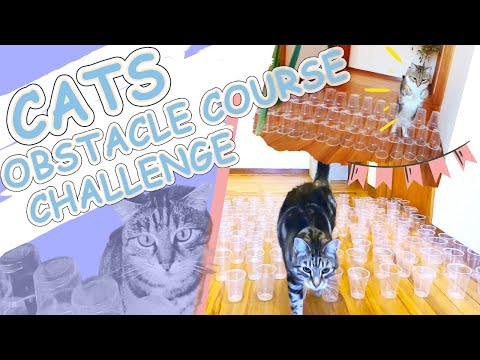 【Cat Obstacle Course Challenge】Can our cats walk through 150 Cups?