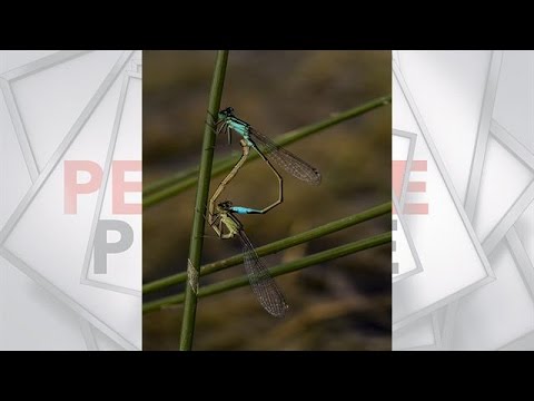 De pitchclip van Paulien: 'Nat pak gehaald voor de - HET PERFECTE PLAATJE