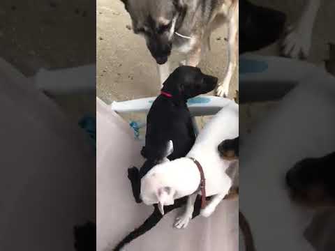 Risa und ihre Welpen