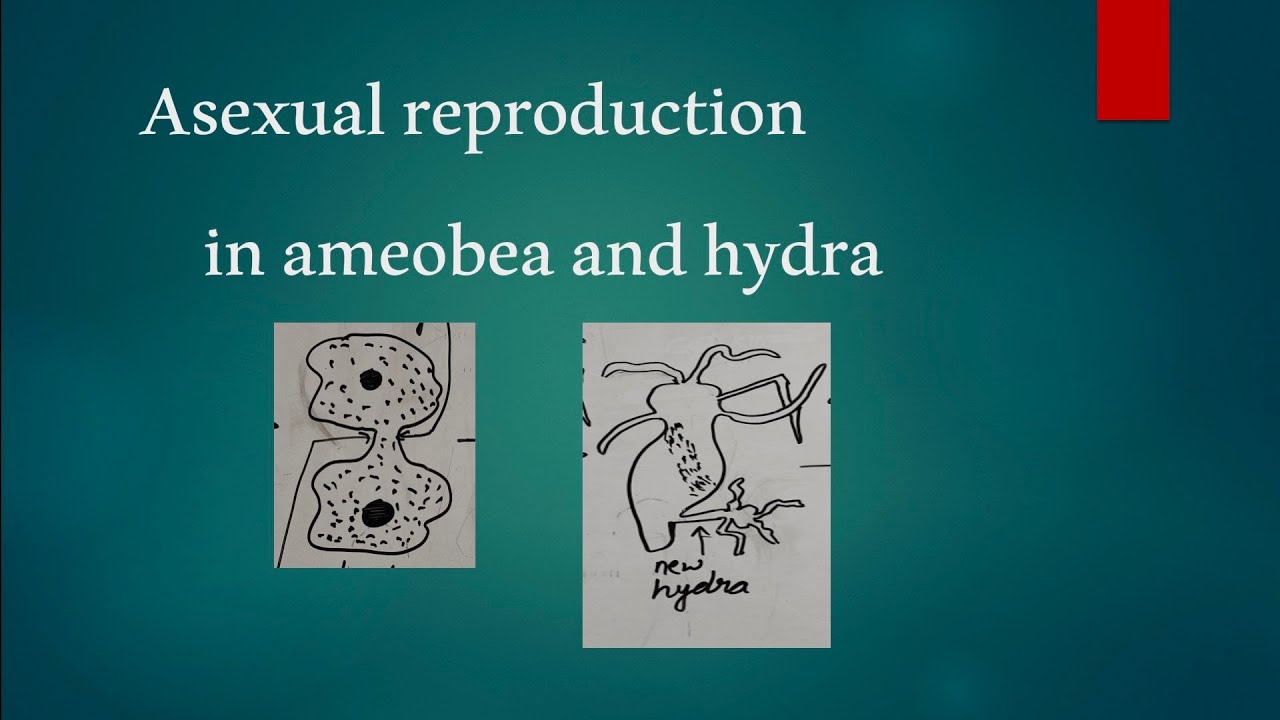 asexual reproduction || Binary fission in ameobea || budding in hydra || class 8 science NCERT