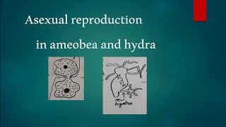 asexual reproduction || Binary fission in ameobea || budding in hydra || class 8 science NCERT