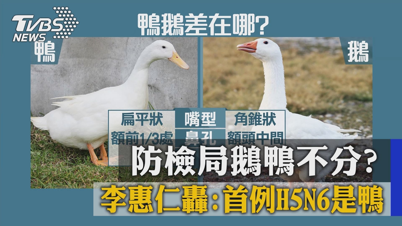 防檢局鵝鴨不分？　李惠仁轟：首例H5N6是鴨