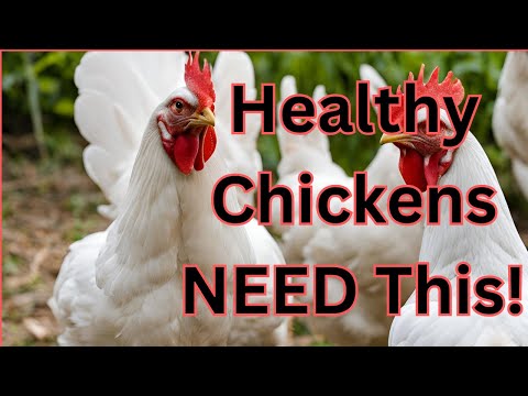 Why Your Chickens Need Grit | Essential Tips for a Healthy Flock!