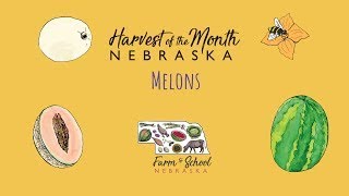 Harvest of the Month: Melons