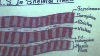 31) Dr.Gihan 05/05/2014 [Drawing guide]