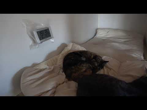 youtube-動物記事1970/01/01 09:00:00