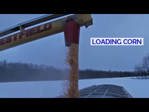 Loading Corn