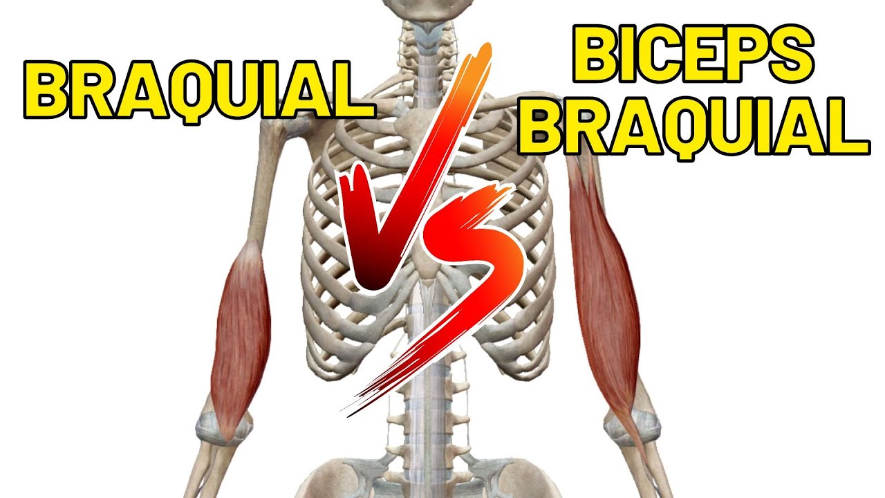 Diferenças entre o músculo BRAQUIAL e o BÍCEPS BRAQUIAL! Ação do músculo bíceps braquial.