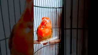 Download lagu Lovebird balibu isian Walet mp3 Download lagu Lovebird balibu isian Walet mp3