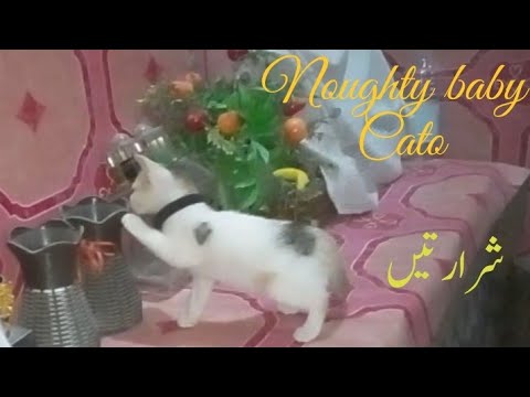 naughty baby cat || funy baby cato | choti se billi || shararti billi || funy cato || mehfooz tv .
