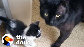 18-Pound Cat Becomes Dad to Teeny Kitten and Never Leaves Her Side | The Dodo
