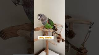Cape Parrot Truman Talking #bird