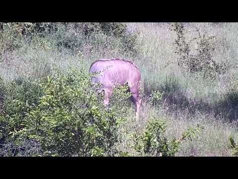 Djuma: Kudu bull - 15:42 - 01/14/2023