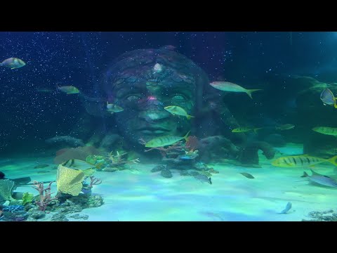 Sátyr x Phlocalyst - Argo 🌠 [lofi hip hop/relaxing beats]