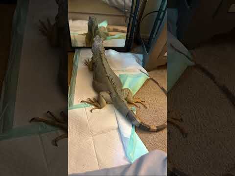 Rae has grown up with Iffy and they are best of friends #family #familypets