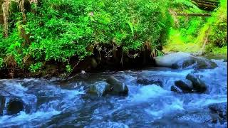 禅の川の自然音：ストレス解消と不安を和らげる川のせせらぎ  | Zen River Ambience 🌊 Calm Forest Water for Anxiety Relief & Stress