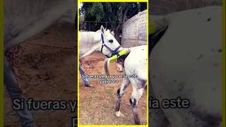 Una yegua en celo #animales #animallife #caballeriza