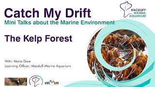 Catch My Drift Mini Talk - The Kelp Forest