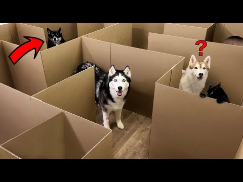 Huskies vs. Cats: A Maze Challenge!
